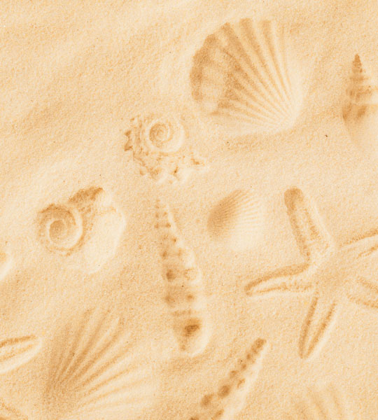 Close-up of sand with shell and starfish imprints