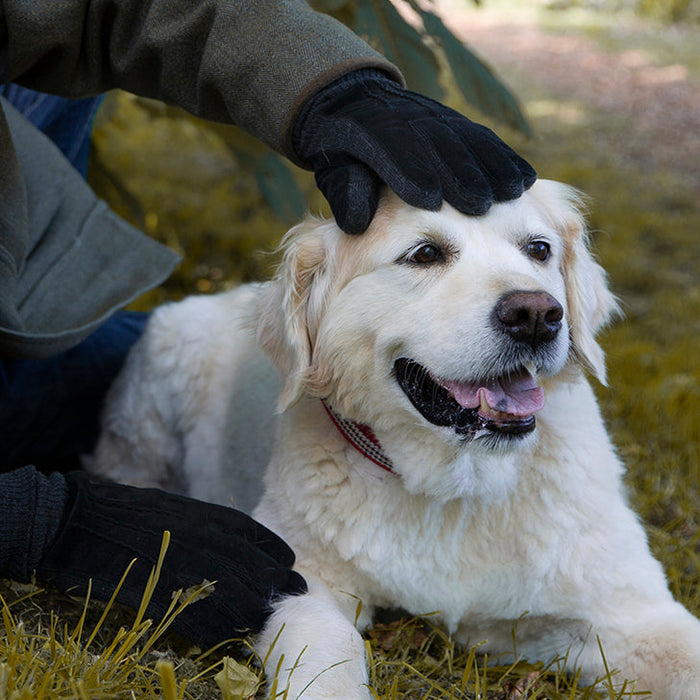 Man wearing Men's Three Point Fleece Lined Suede Gloves Black Charcoal stroking a dog